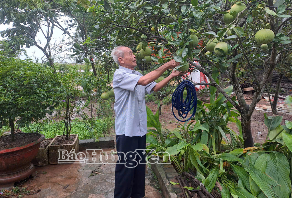 Ông Nguyễn Công Lý, chăm sóc vườn cây.
