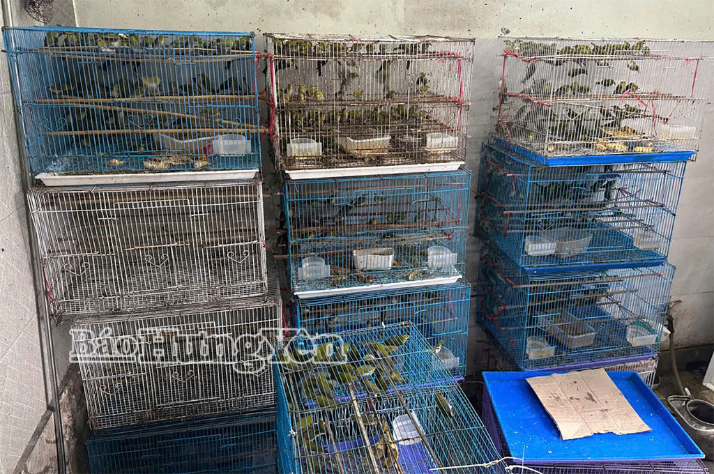 Tại nhà ông Hà Duy Dũng phát hiện hơn 300 cá thể động vật hoang dã.