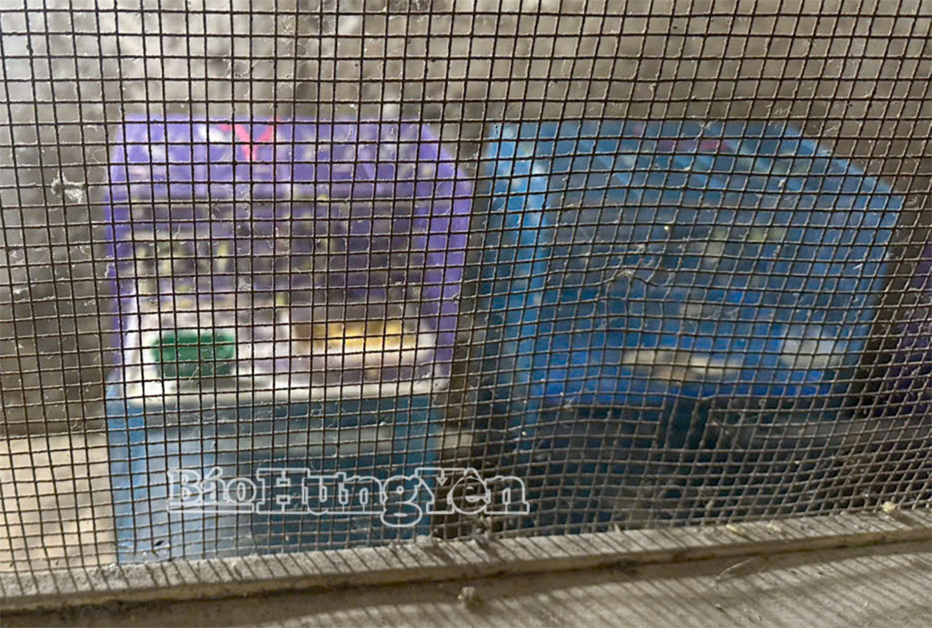 Tại nhà ông Hà Mạnh Chung phát hiện có 300 cá thể chim vành khuyên.