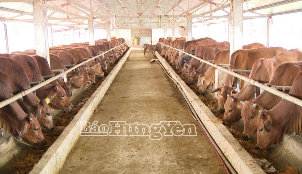 Trang trại nuôi bò giống của Công ty Chăn nuôi An Tràng (xã Tân Tiến).