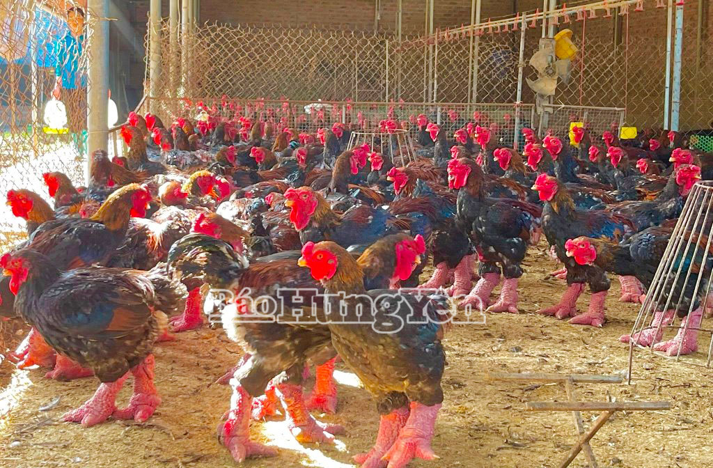 Nguồn gà trống Đông Tảo ở trang trại của anh Chu Đình Thiên (xã Hoàn Long).