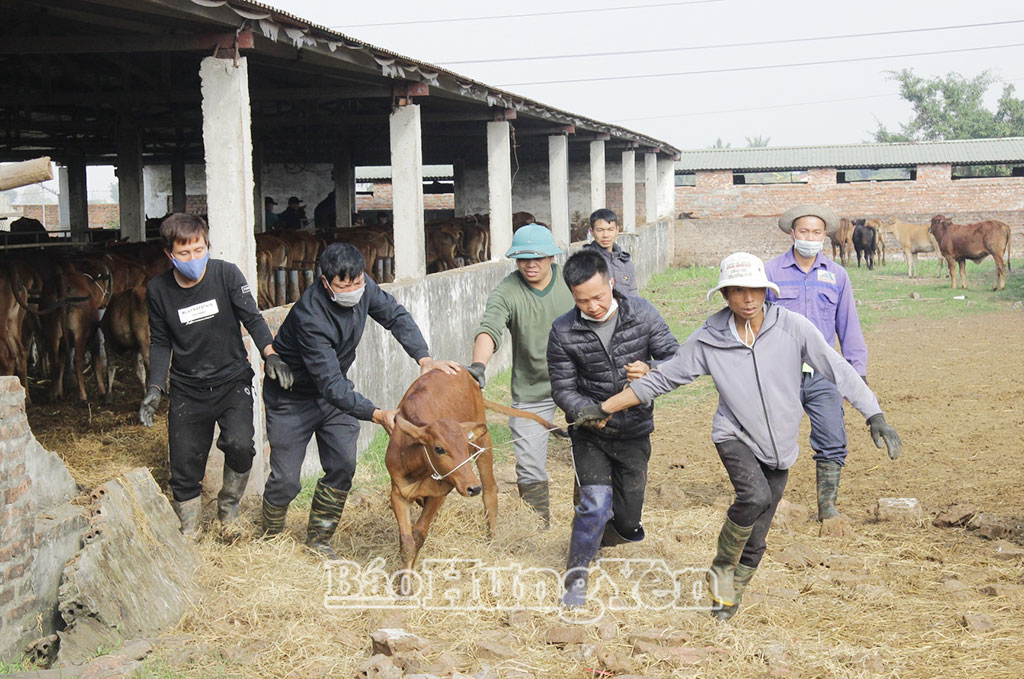 Bò giống được tỉnh hỗ trợ cho các hộ nông dân theo chương trình khuyến nông.