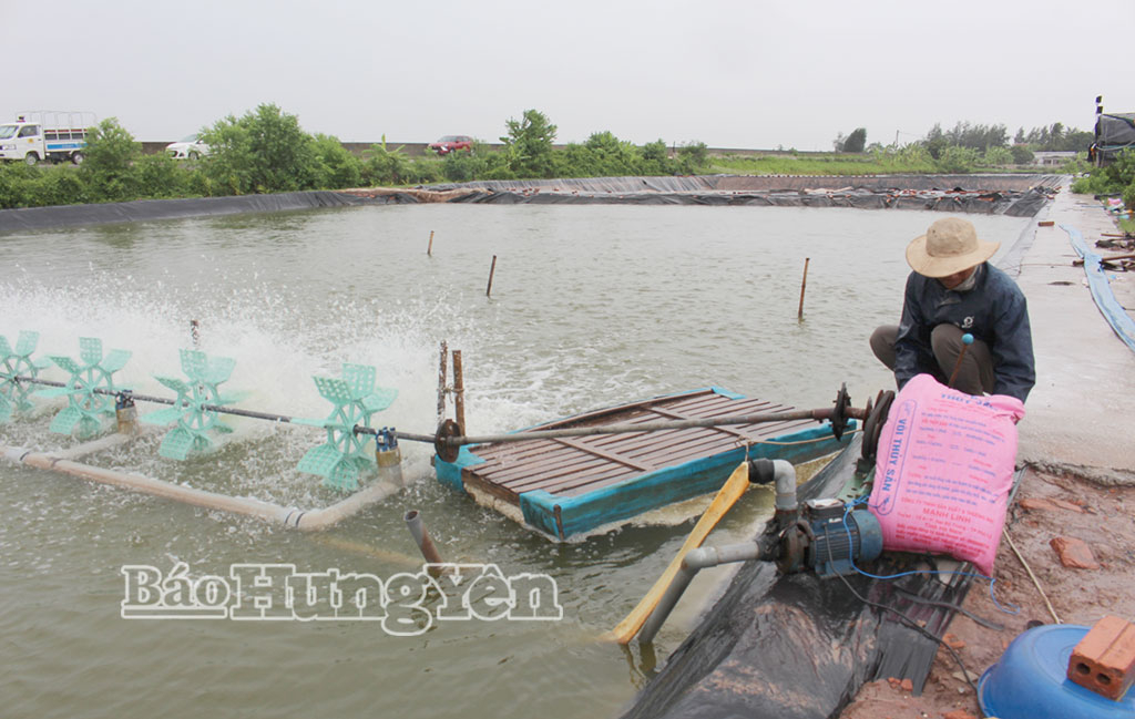 Người dân xã Hưng Phú chăm sóc, phòng, chống rét bảo vệ thủy sản.