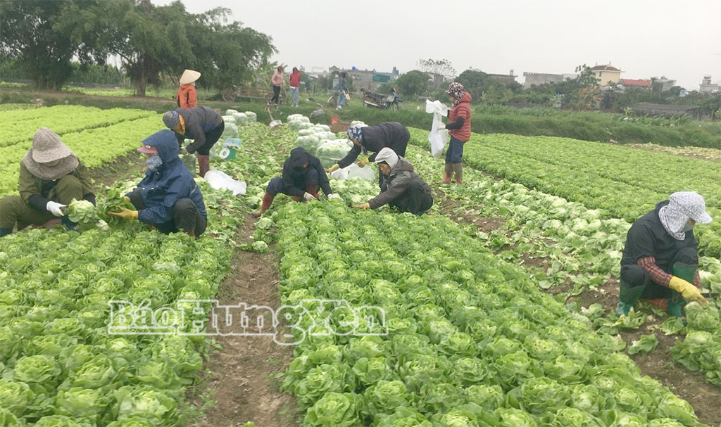Thu hoạch rau màu tại HTX Sản xuất, kinh doanh nông nghiệp xanh Trung An, phường Vũ Phúc.
