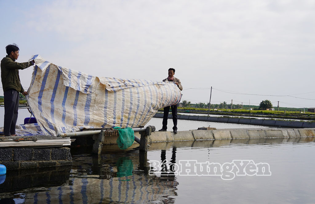 X&atilde; Th&aacute;i Thụy: Chủ động ph&ograve;ng, chống r&eacute;t trong nu&ocirc;i thủy sản