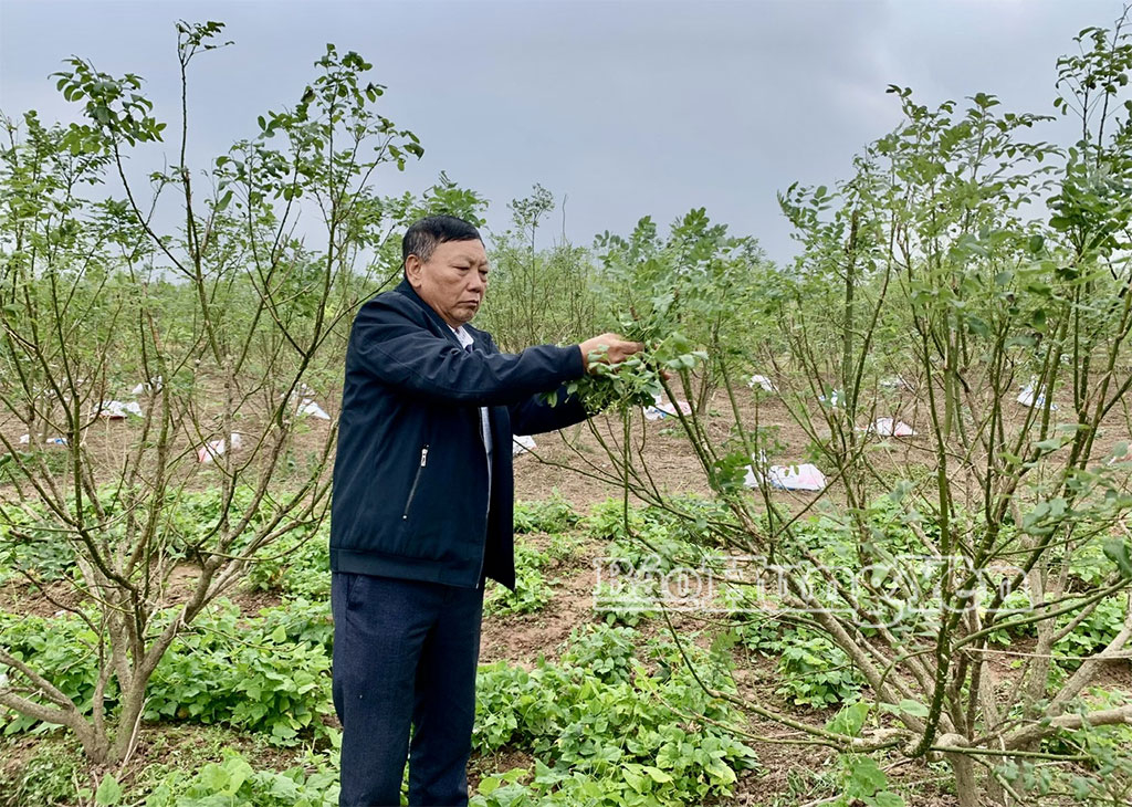 Mô hình trồng hòe kết hợp rau màu của ông Vũ Thế Hoàng, thôn Phú Mỹ, xã Vạn Xuân.