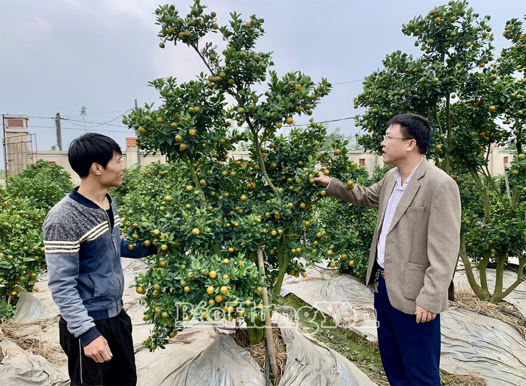 Vườn cây quất cảnh của gia đình anh Vũ Đình Sơn, thôn Hội Kê.