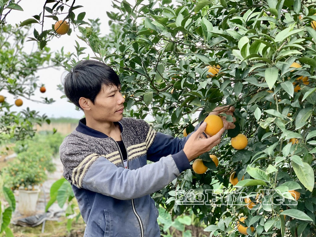 Nông dân xã Vạn Xuân trồng cây ăn quả trên vùng đất duyên giang mang lại hiệu quả kinh tế cao.