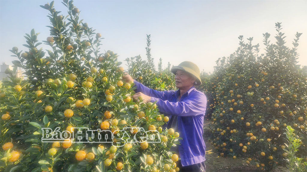 Niềm vui của người trồng khi quất được mùa, được giá.