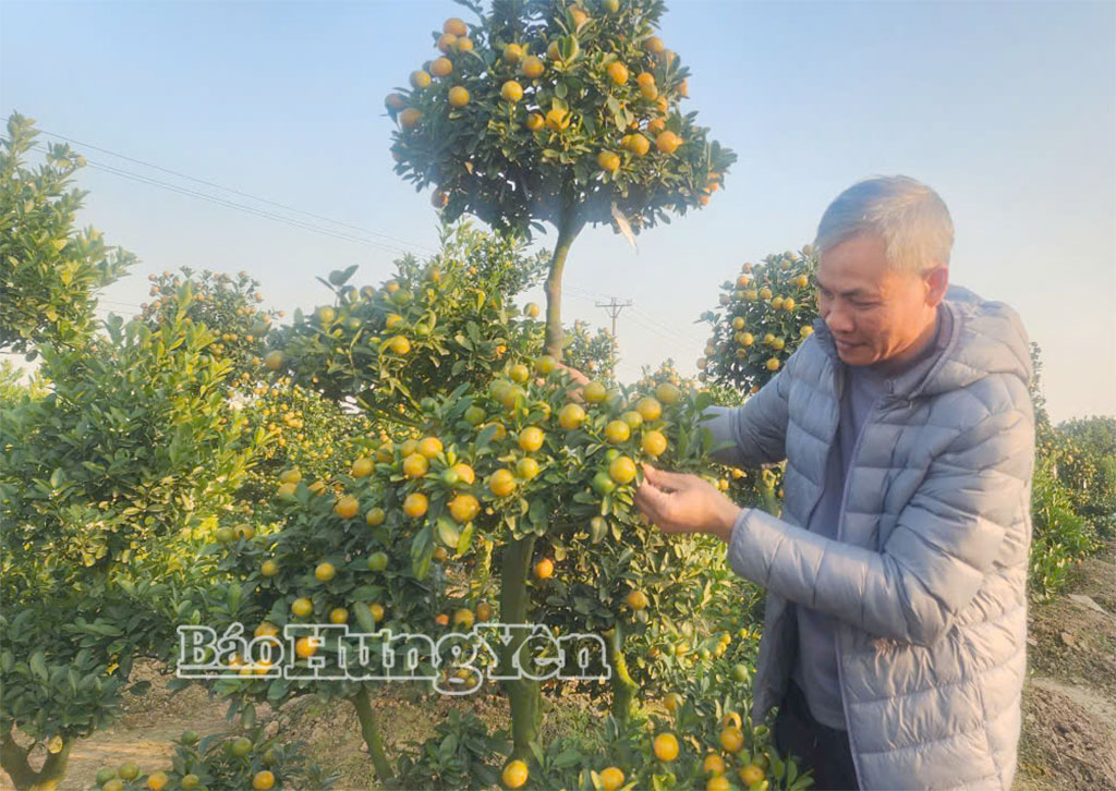 Những cây quất thế được rất nhiều người chơi lựa chọn.