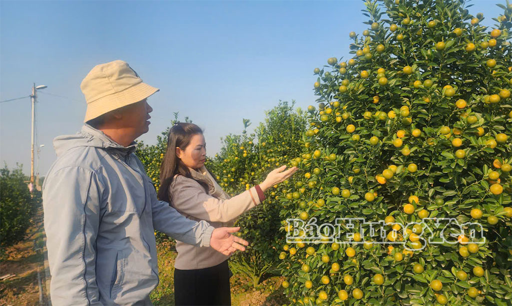 Người dân lựa chọn những cây quất đẹp để chơi dịp Tết.