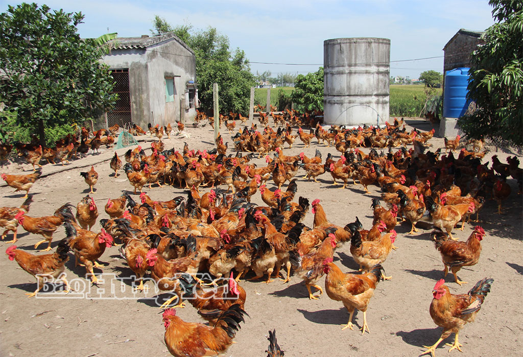 Nhiều mô hình liên kết sản xuất trong chăn nuôi của các hộ dân trên địa bàn tỉnh đã mang lại hiệu quả kinh tế.