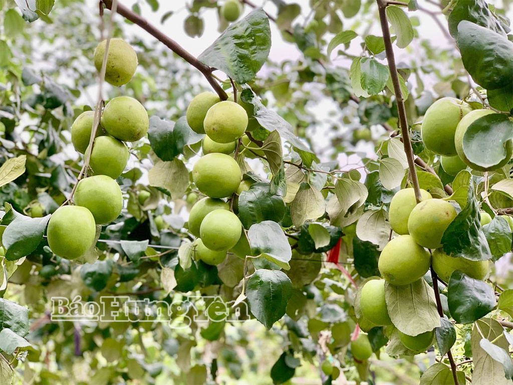 Thời điểm này, những vườn táo trong tỉnh đang vào chính vụ thu hoạch. 