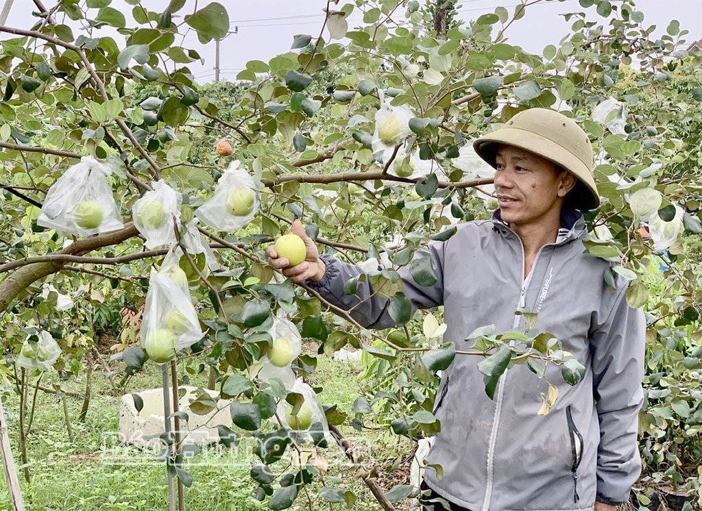 Nông dân xã Khoái Châu thu hoạch táo. 