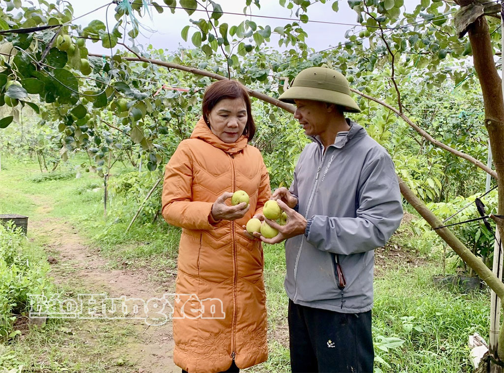 Những giống táo chất lượng cao như: lê Đài Loan, Đại Mật, Vua Tuyết 16... được khách hàng ưa chuộng