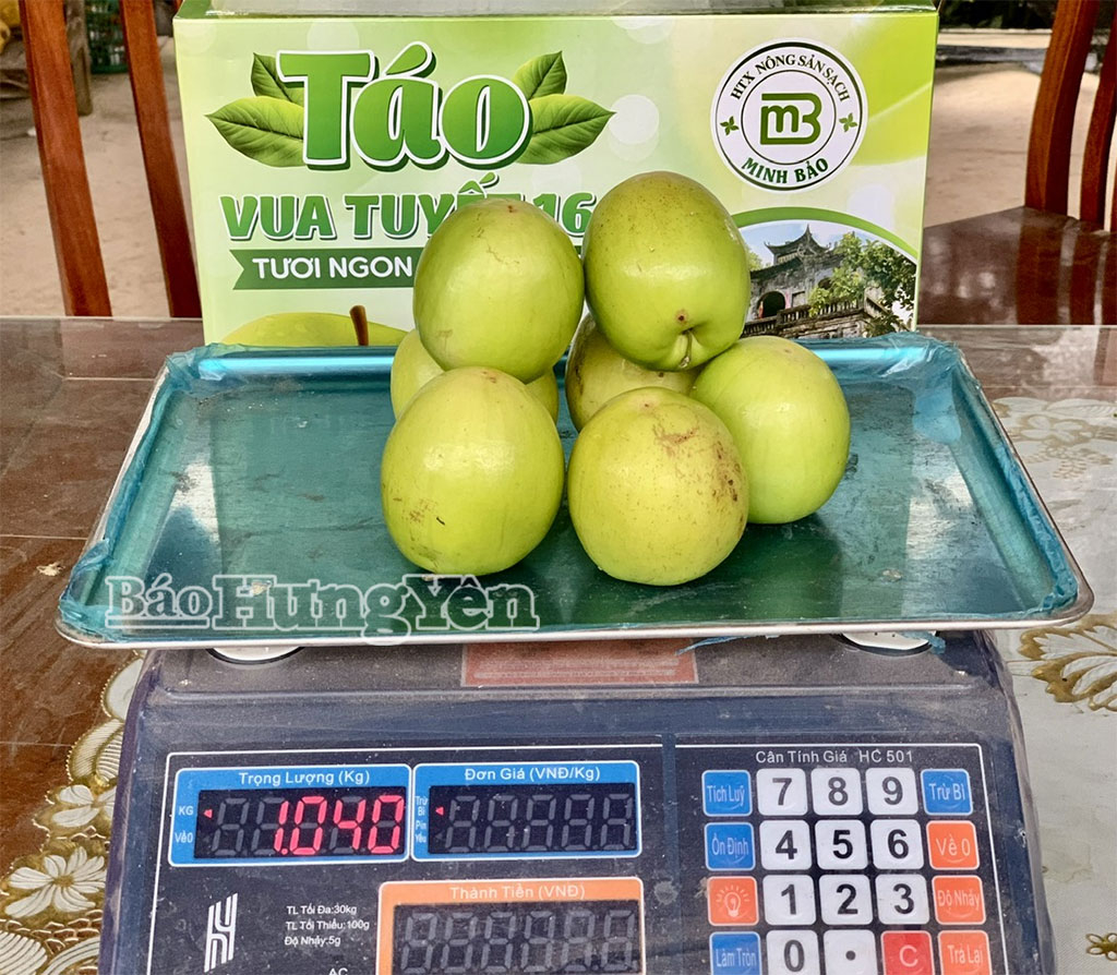 Các giống táo Đại Mật, Vua Tuyết 16 của Hợp tác xã nông sản sạch Minh Bảo (xã Khoái Châu) có trọng lượng quả lớn từ 150 đến 400g/quả.