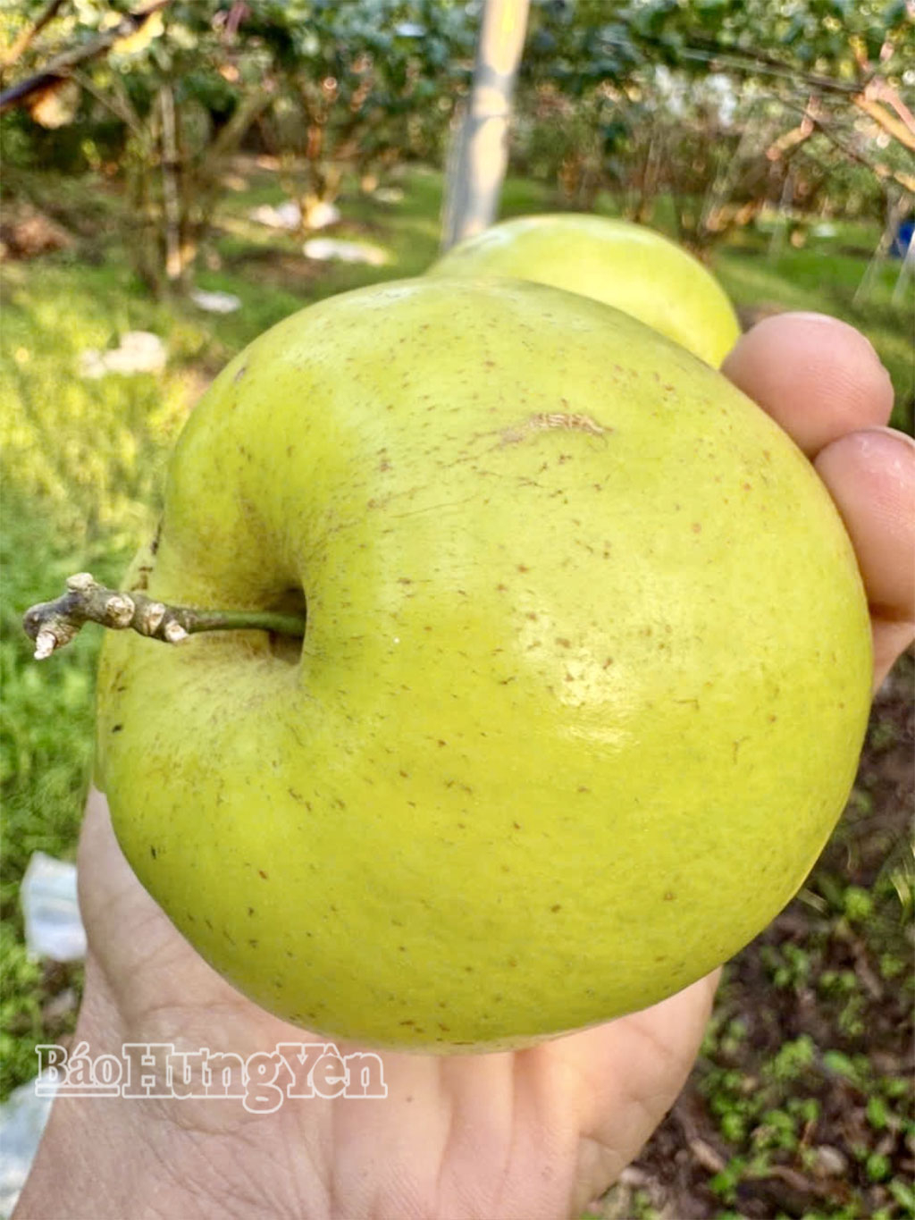 Cá biệt có những quả táo nặng gần nửa kg. 
