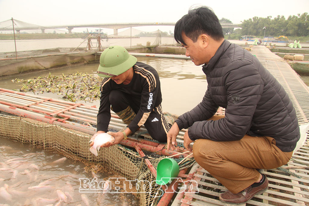 Chăm sóc đàn cá lồng.