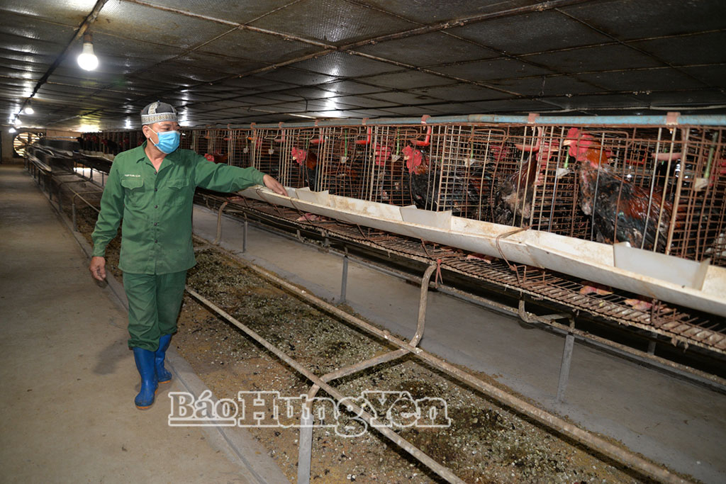 Anh Nguyễn Văn Cường ở xã Việt Tiến chăm sóc gà Đông Tảo lai. 