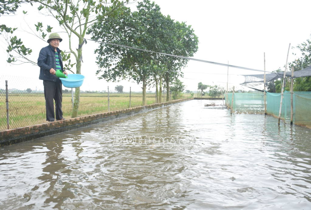 Ông Phạm Đình Ghi (thôn Thượng, xã Tân Tiến) chăm sóc cá rô đồng.