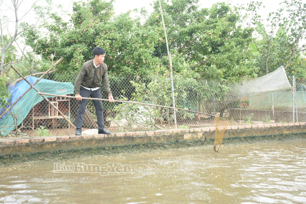 Anh Trần Đức Hùng (thôn Thượng, xã Tân Tiến) hiện có 2 sào ao bán nổi để nuôi cá rô đồng.