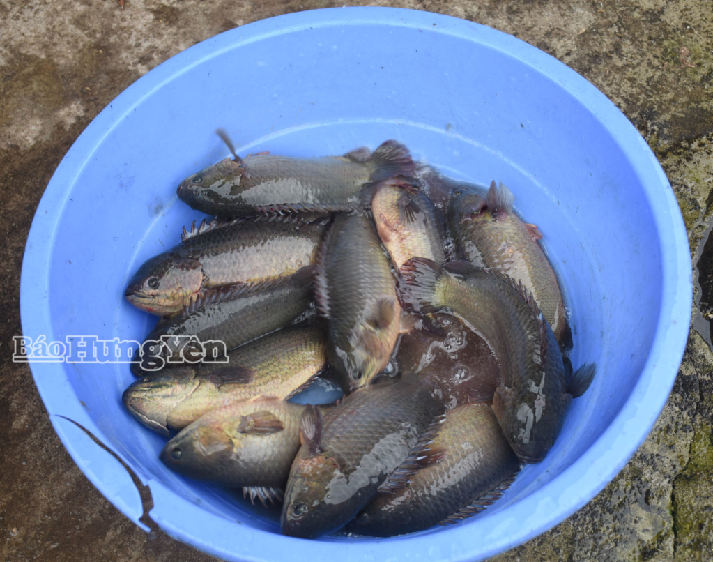 Cá rô thương phẩm có giá bán bình quân đạt 30.000 đồng/kg.