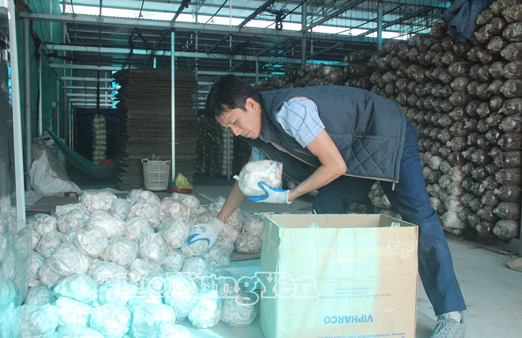 Ứng dụng công nghệ tưới thông minh giúp ông Đinh Thành Ninh, xã Đồng Châu nâng cao năng suất nấm.