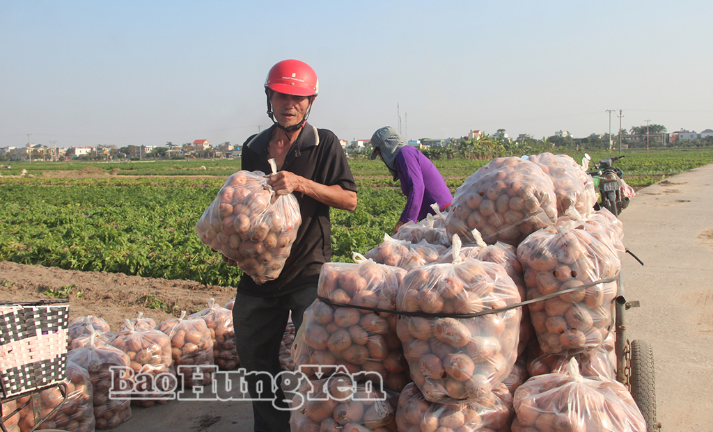 Khoai tây của thành viên Hợp tác xã  SXKD DVNN Vũ An (xã Vũ Quý) thu hoạch tới đâu được thương lái thu mua ngay tại ruộng tới đó.