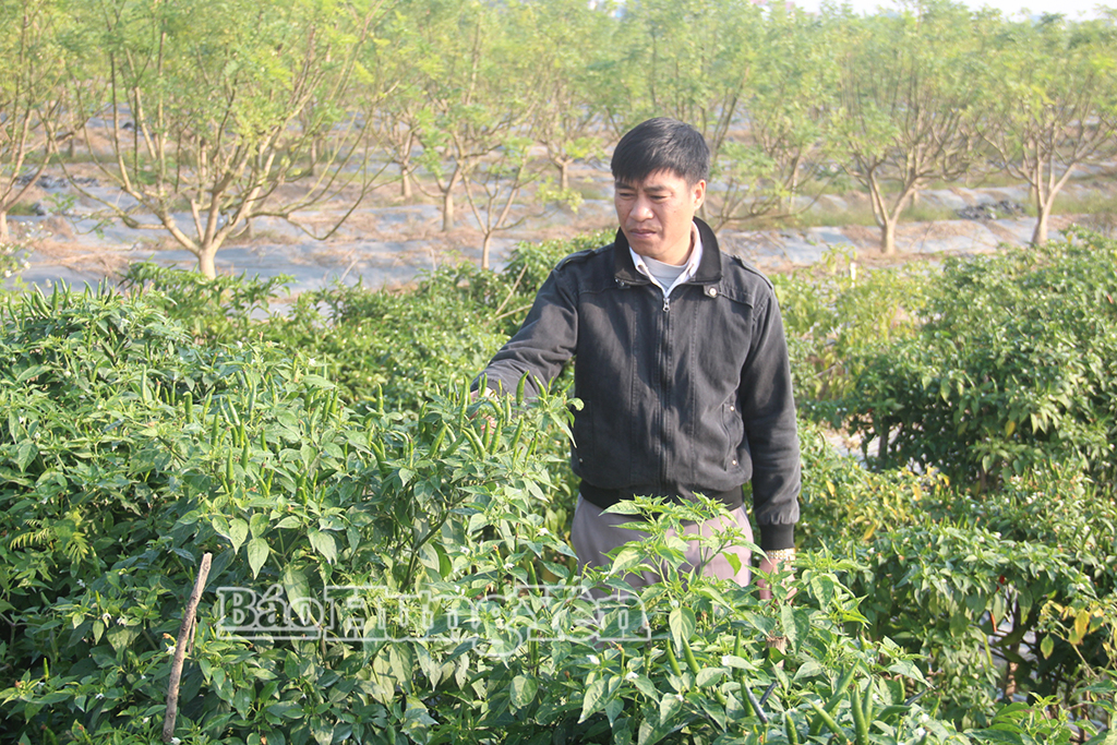 Cán bộ Hợp tác xã  DVNN An Ấp (xã Đồng Bằng) kiểm tra sinh trưởng, phát triển của ớt.