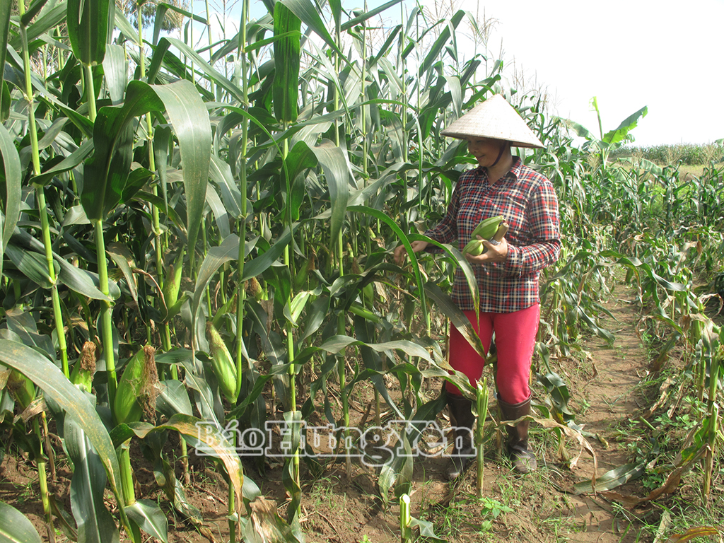 Cây ngô mang lại thu nhập từ 3,5 - 5 triệu đồng/sào cho người dân xã Ngọc Lâm.