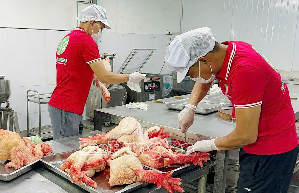 Chế biến gà Đông Tảo tại Công ty Cổ phần thực phẩm Tuấn Vũ Foods (xã Hoàn Long).