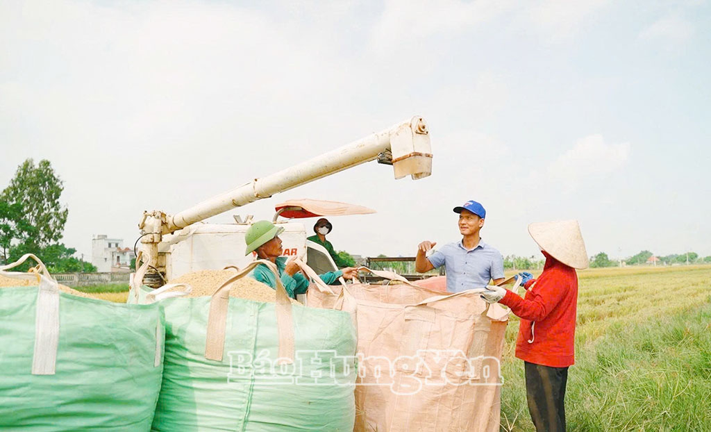 Công ty TNHH Đầu tư và thương mại Duy Nguyên (xã Quỳnh An) thu mua lúa trong vùng liên kết.