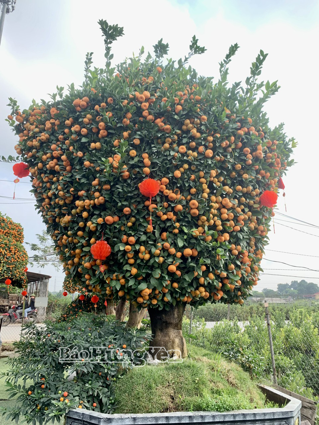 Cây quýt chu sa cổ được anh Hưng uốn thế thành hình thỏi vàng.