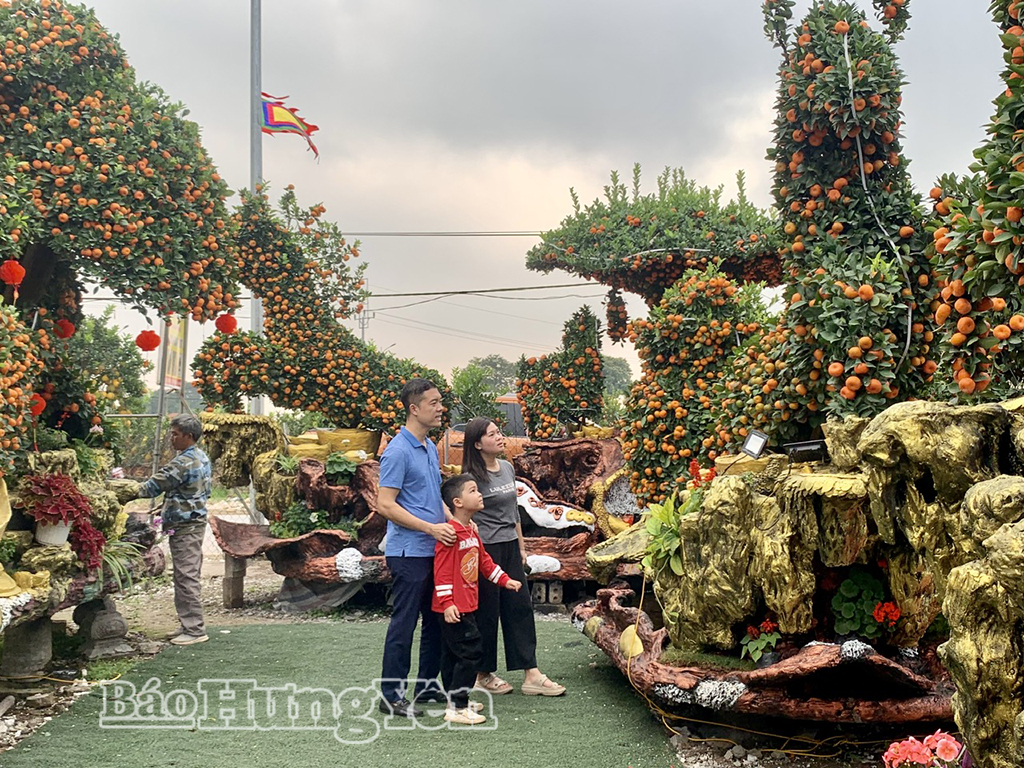 Vườn quýt chu sa của anh Nguyễn Văn Hưng thu hút sự quan tâm của đông đảo khách hàng.