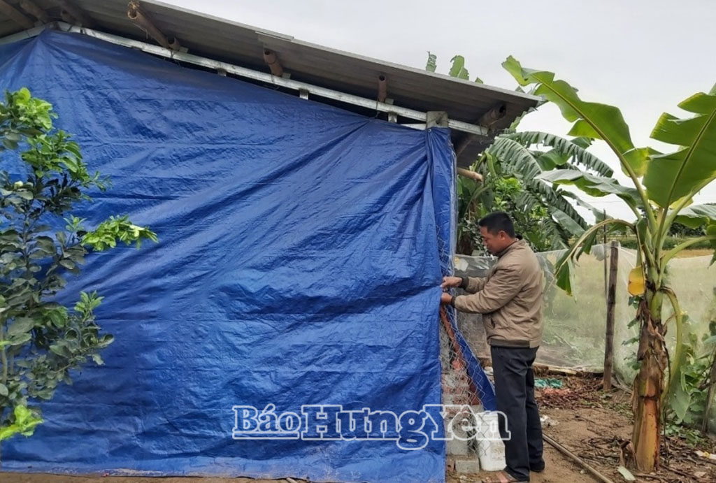 Hộ nông dân xã Vạn Xuân quây kín chuồng trại chống rét đậm rét hại.