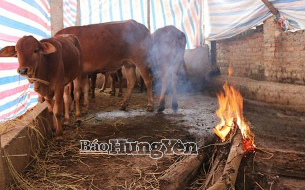 Đốt củi sưởi ấm là một trong những biện pháp chống rét đậm, rét hại, bảo vệ đàn vật nuôi.