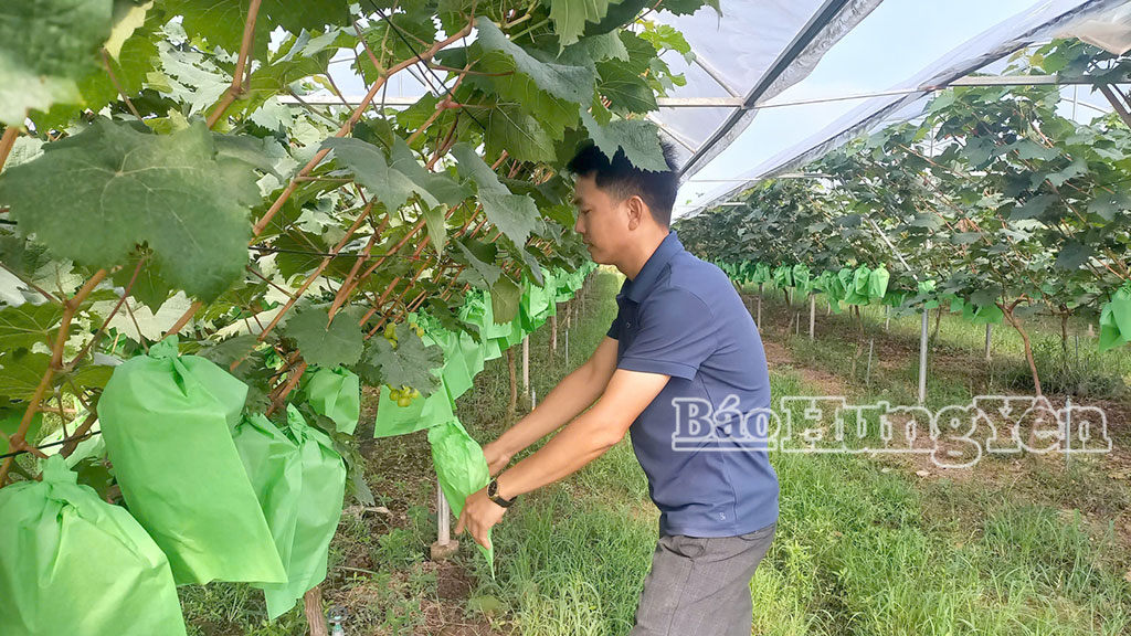 Mô hình trồng nho trong nhà màng của anh Hoàng Quốc Toản, xã Hồng Minh.
