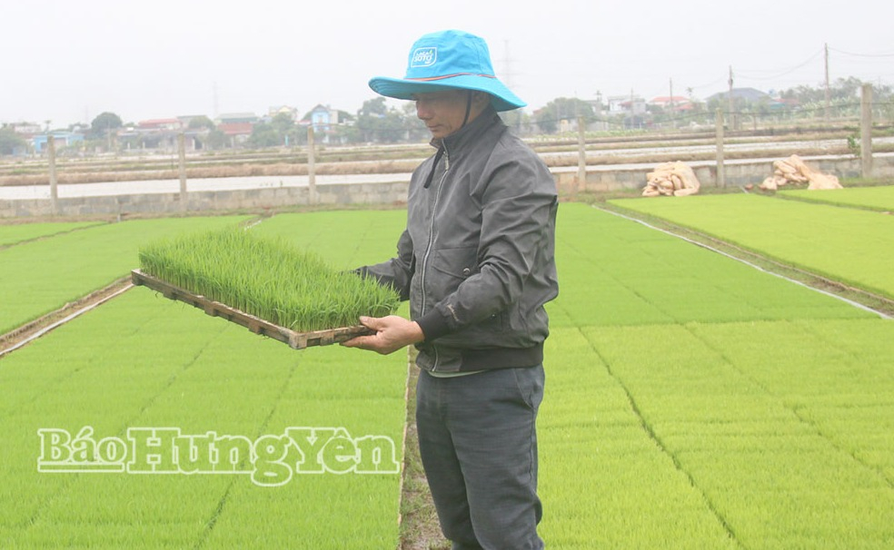 Những cơ chế, chính sách hỗ trợ phát triển nông nghiệp giúp ông Đặng Tất Tuân, xã Đông Tiên Hưng tích tụ ruộng đất để sản xuất quy mô lớn.