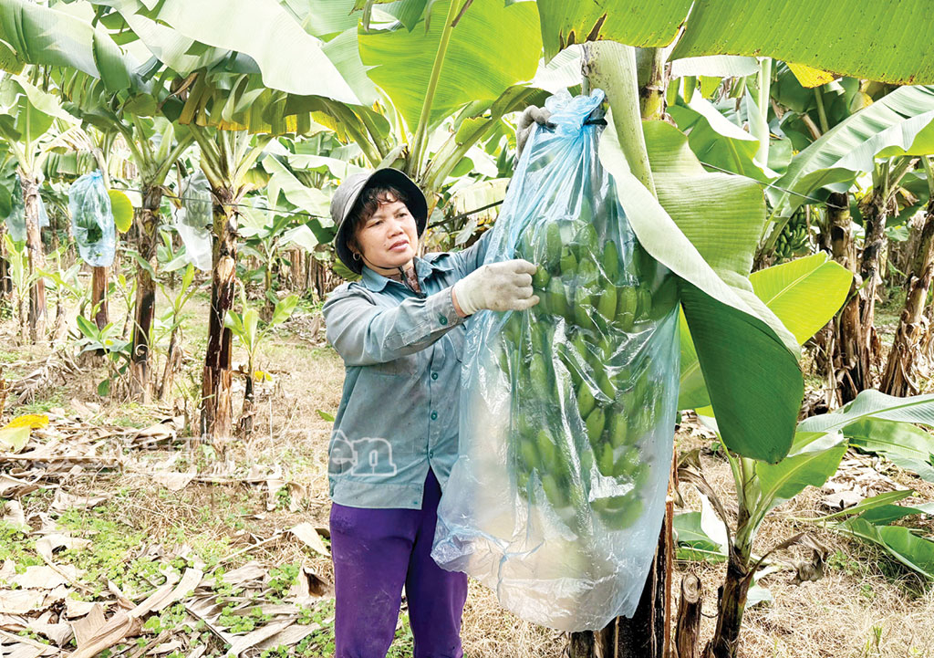Nông dân phường Sơn Nam chăm sóc chuối phục vụ thị trường Tết.