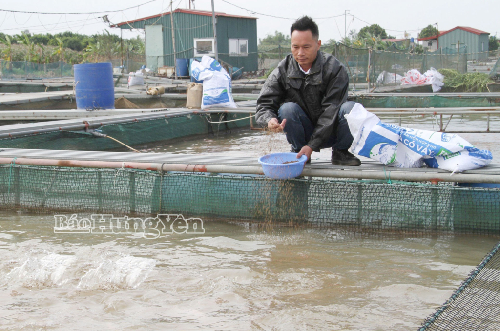 Anh Nguyễn Văn Mới, thôn Tân Mỹ, xã Ngọc Lâm chăm sóc cá.