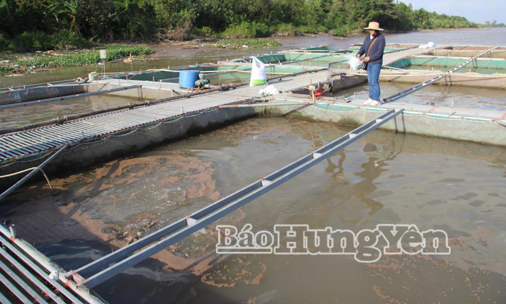 Lồng cá của anh Phạm Xuân Thủy, xã Vũ Tiên được di chuyển vào khu vực kín tránh gió.