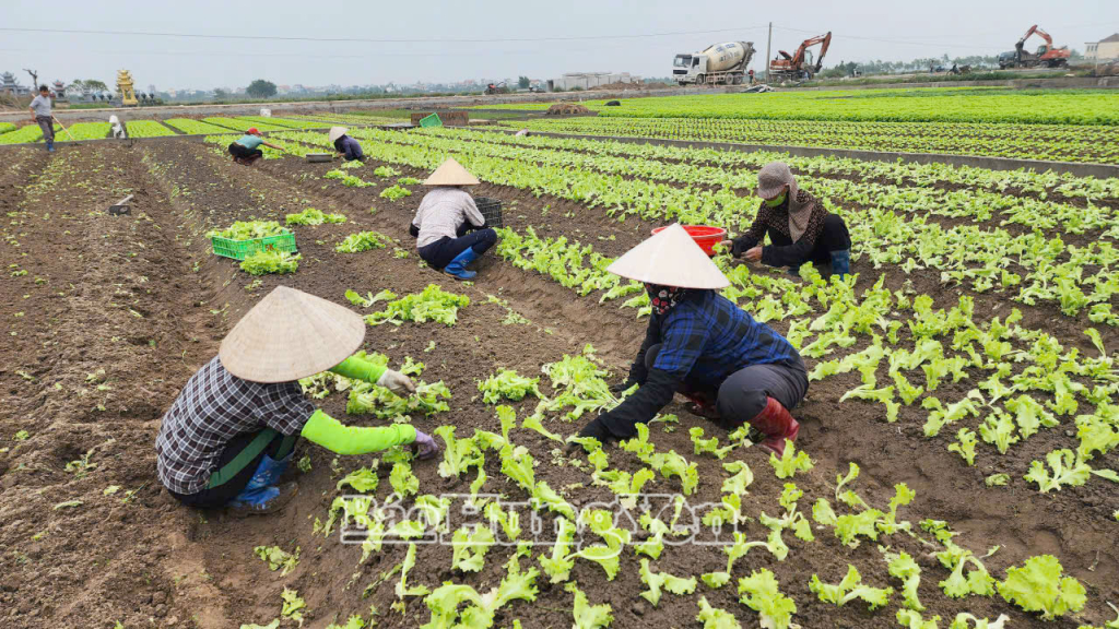 Nông dân vùng chuyên canh rau màu Trung An xuống giống vụ rau mới.