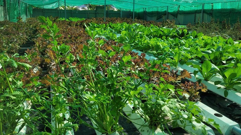 Những địa phương đã được hỗ trợ giống cây trồng từ nguồn dự trữ quốc gia do ảnh hưởng của thiên tai năm 2025, việc phân bổ cần được thực hiện kịp thời, đúng đối tượng.