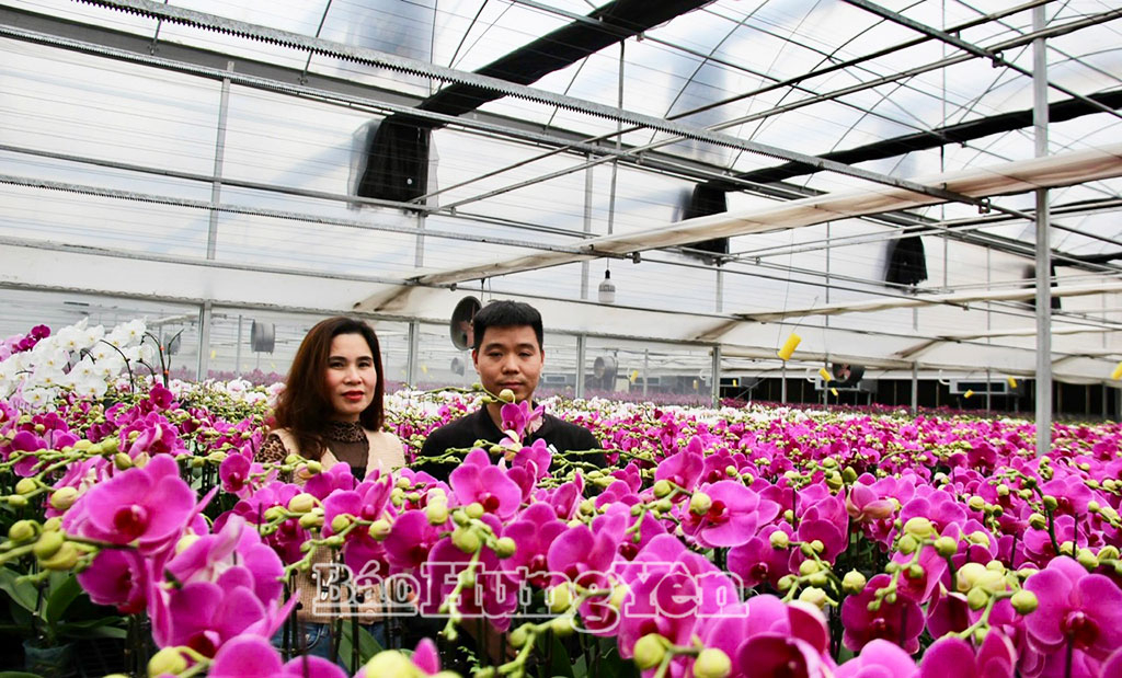 Anh Lý Bá Thể giới thiệu các loại lan hồ điệp cho khách hàng.