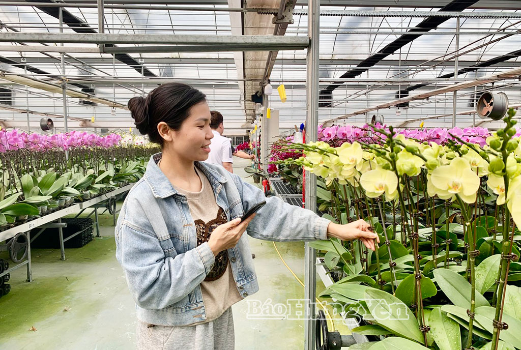 Khách hàng đến tham quan, chọn mua lan hồ điệp.