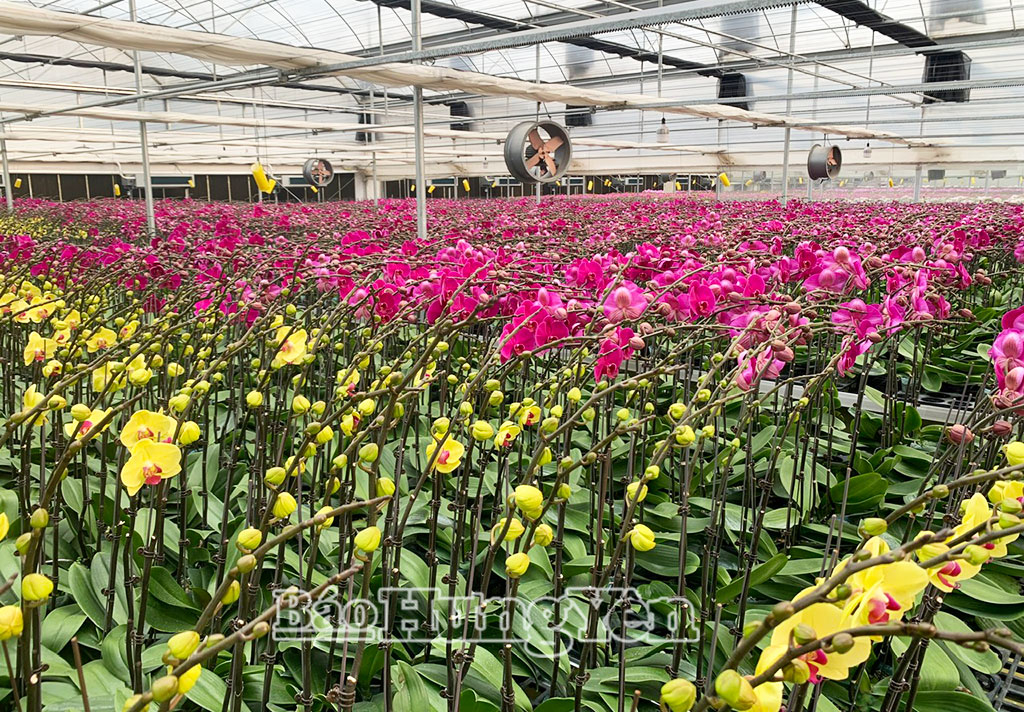 Khu nhà kính trồng lan hồ điệp của anh Lý Bá Thể tại xã Mễ Sở.