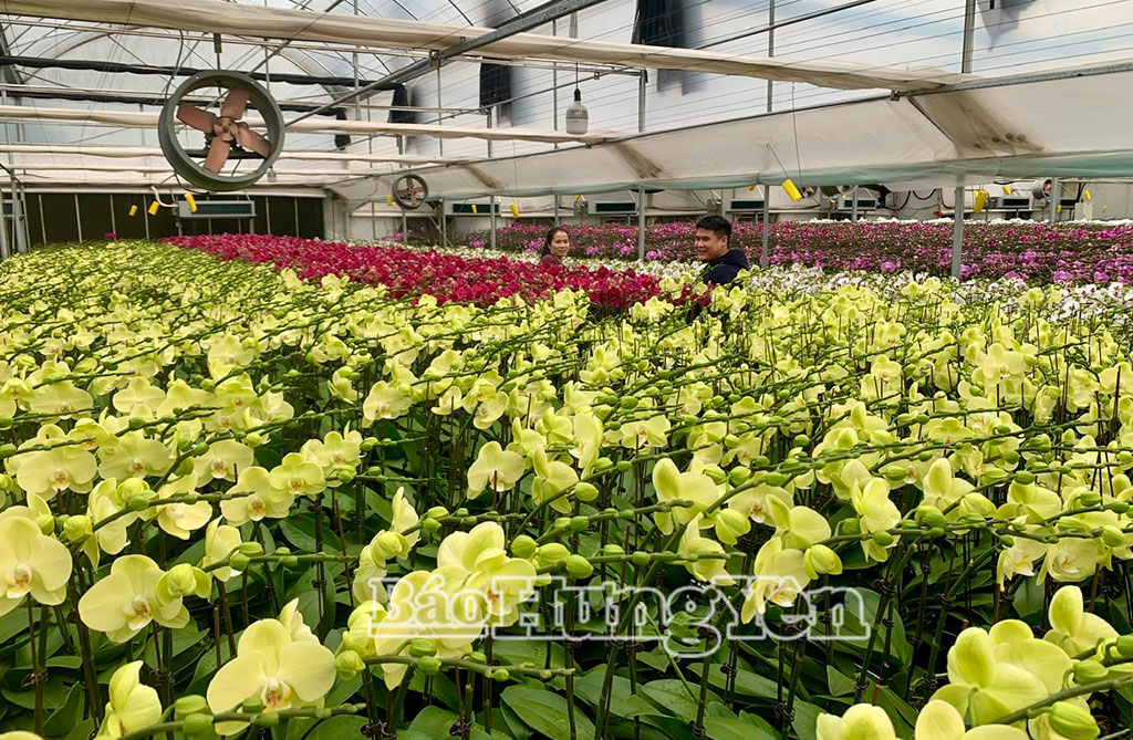 Hiện nay anh Lý Bá Thể có khoảng 30 màu lan hồ điệp.