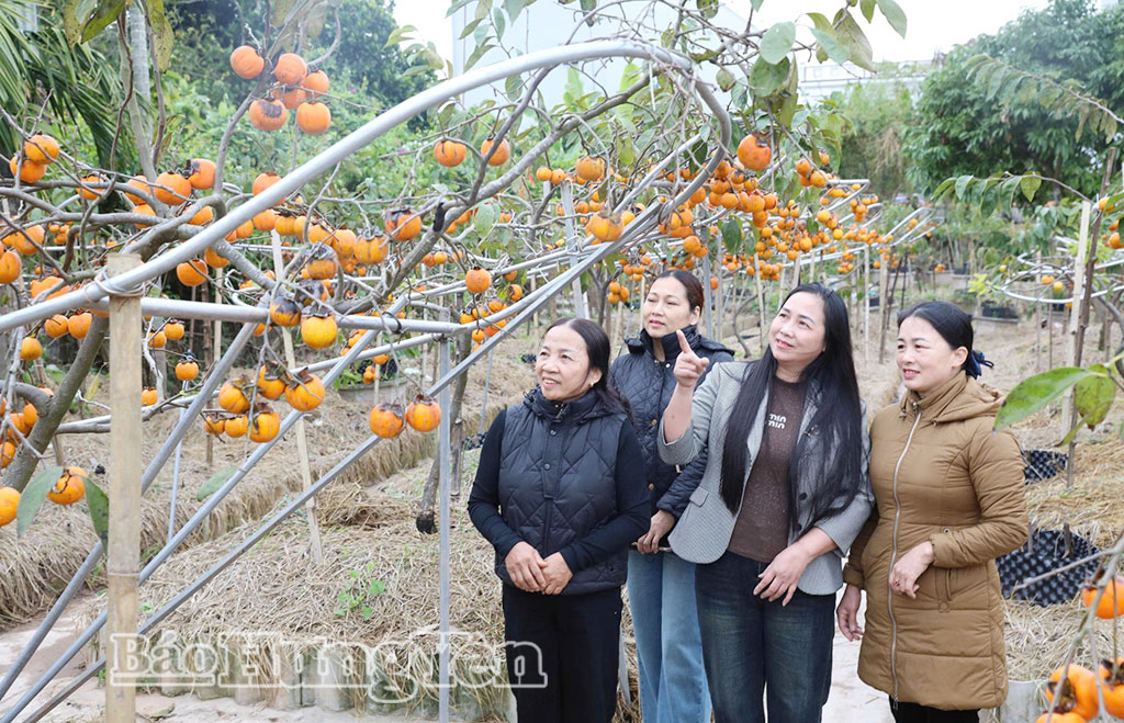 Chị Trần Thị Kim Cúc (xã Tiền Hải) giới thiệu cây hồng với khách hàng.