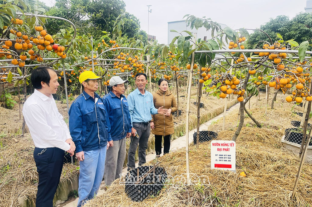Đông đảo du khách đến tham quan, học hỏi kinh nghiệm tại vườn hồng Đại Phát của gia đình anh Anh Nguyễn Trọng Đại, (thôn Lạc Thành Nam, xã Tiền Hải).