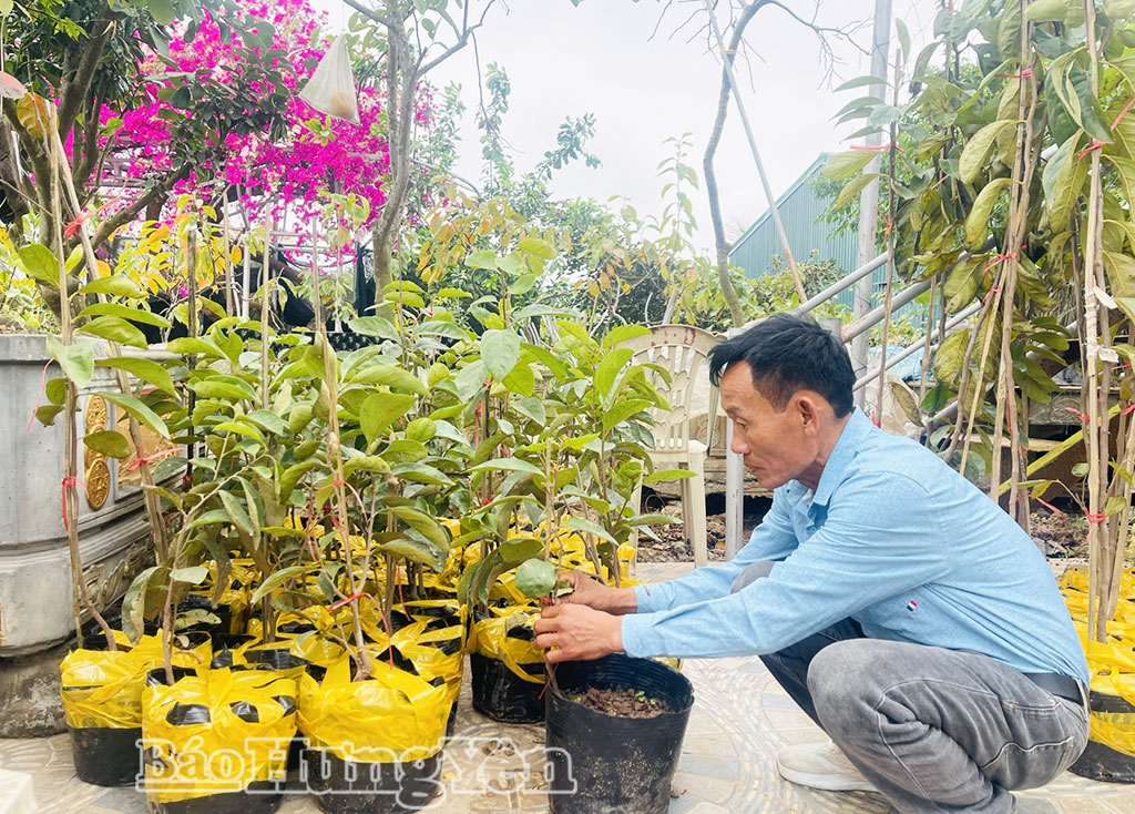 Anh Nguyễn Trọng Đại (thôn Lạc Thành Nam, xã Tiền Hải) chăm sóc cây hồng giống được 1 năm tuổi.